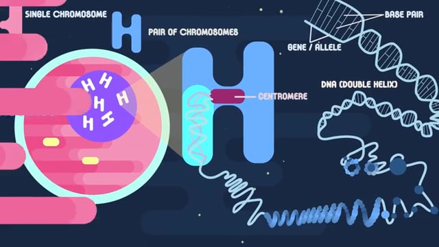 What is Mitosis- - Biology for All - FuseSchool - YouTube