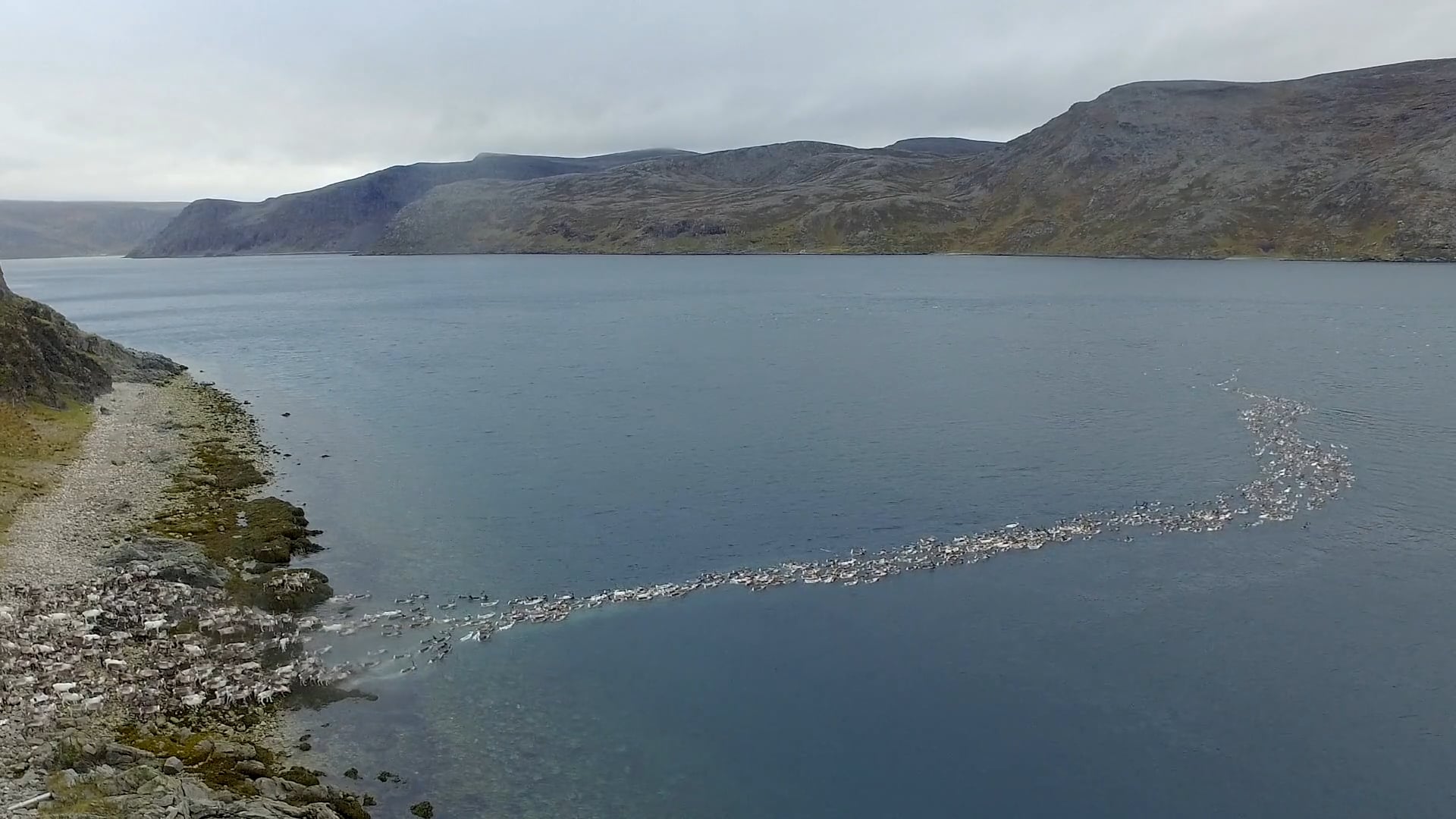 Reinsvømming over Magerøysundet.