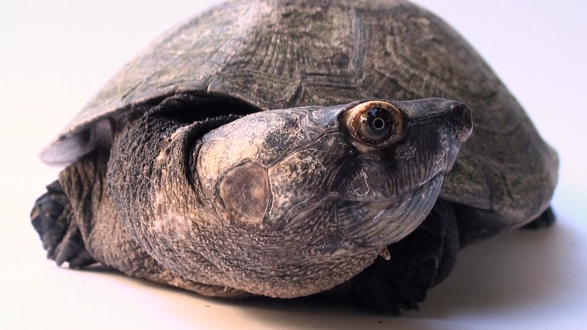 A critically endangered Madagascar big-headed turtle (Erymnochelys madagascariensis) at the Houston Zoo.