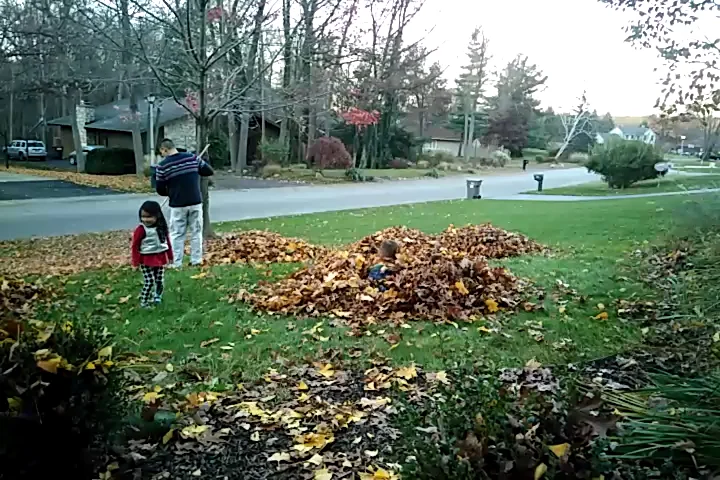 fall leaves on Vimeo