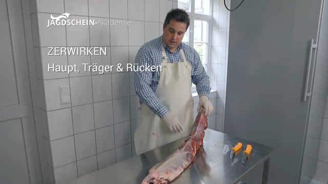 Haupt, Träger und Rücken