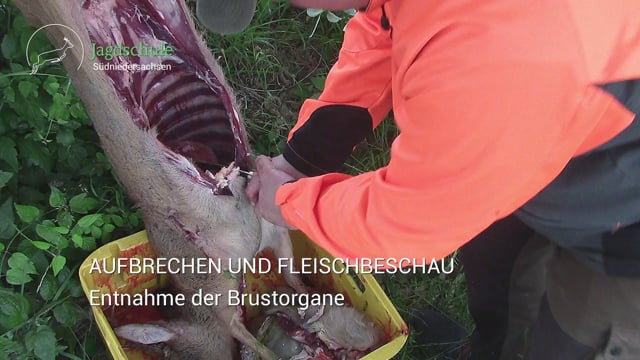 Aufbrechen - Entnahme der Brustorgane