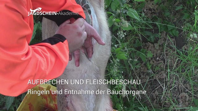 Aufbrechen - Entnahme der Bauchorgane