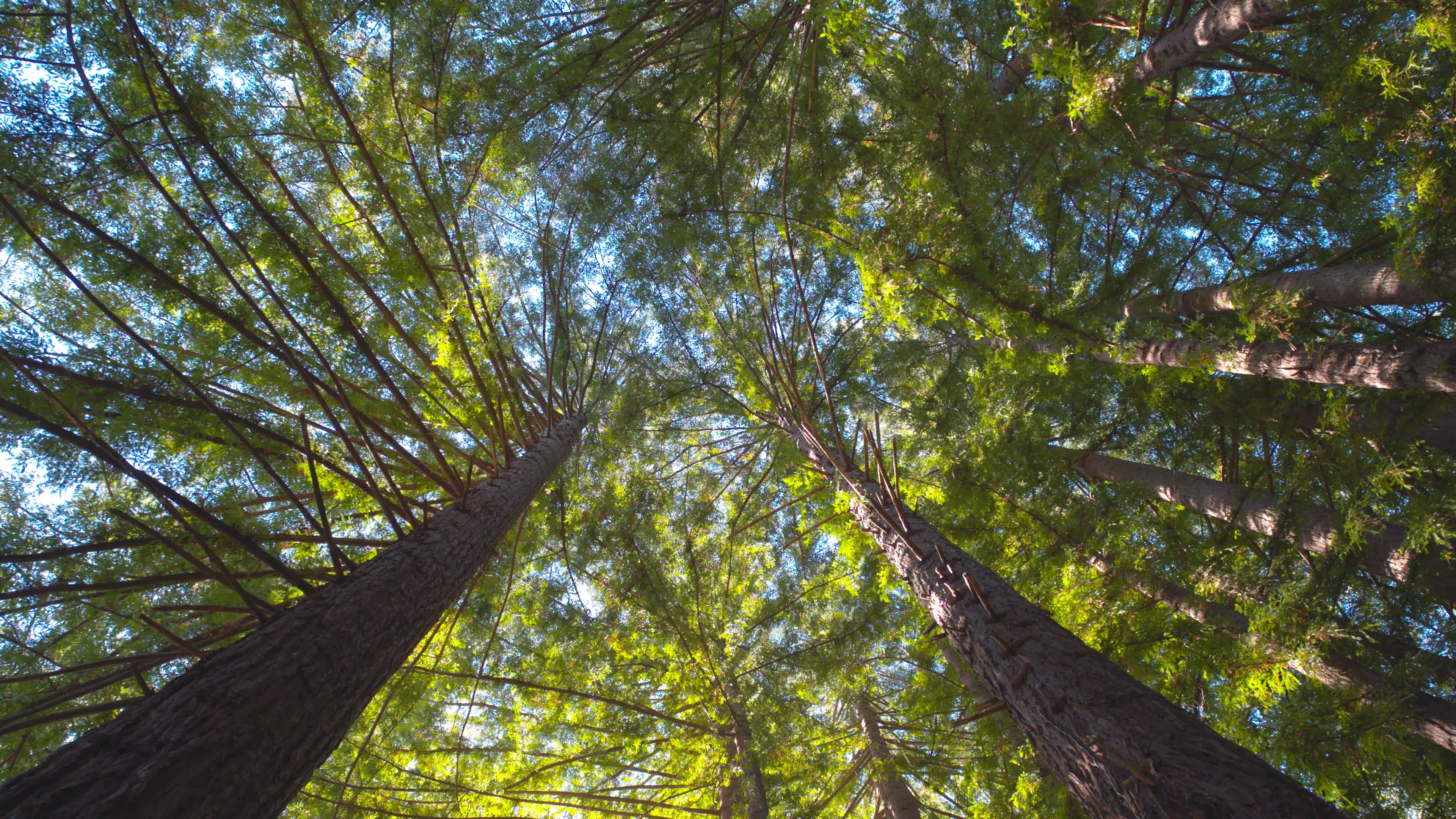 Towering Redwoods 4K (Pacific Redwoods)
