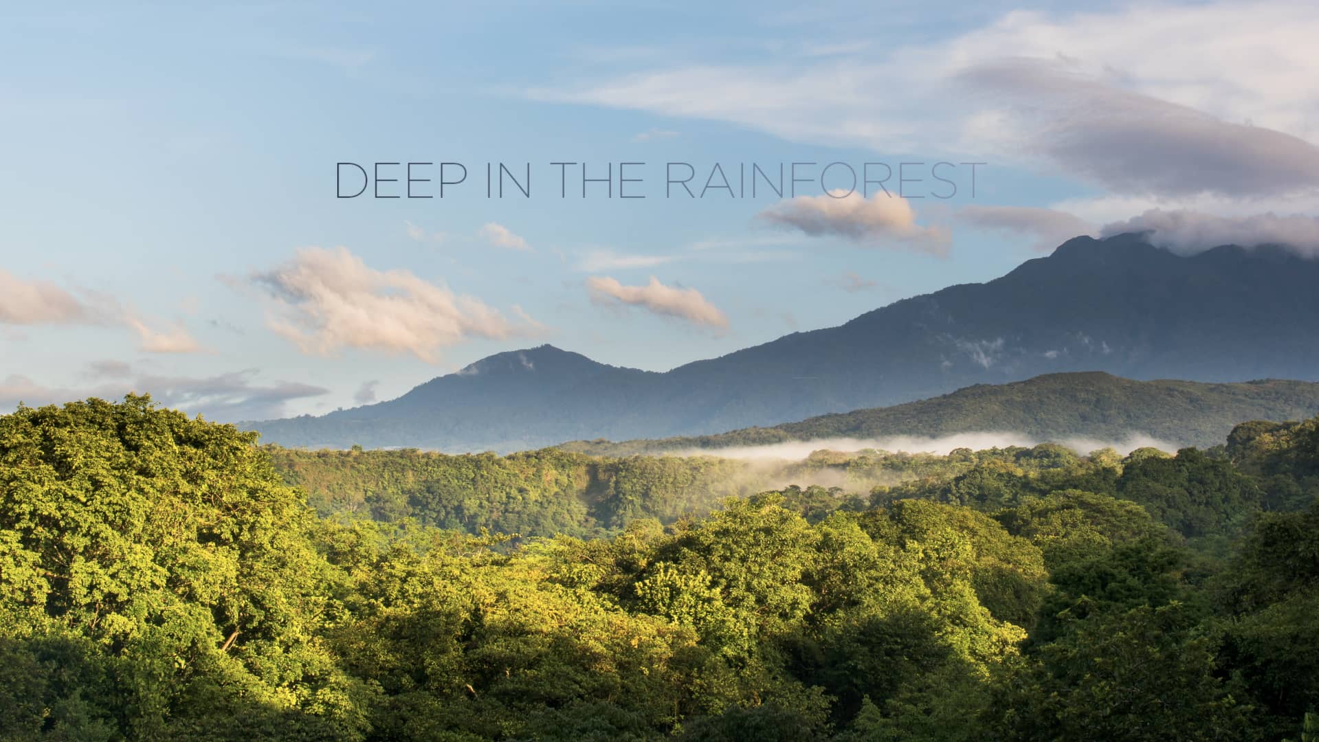 Deep in the Rainforest on Vimeo