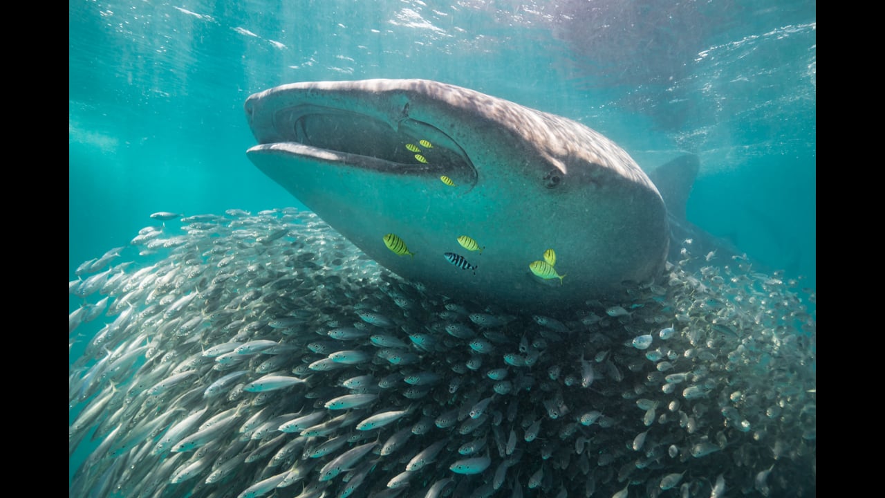 Whale shark surfing
