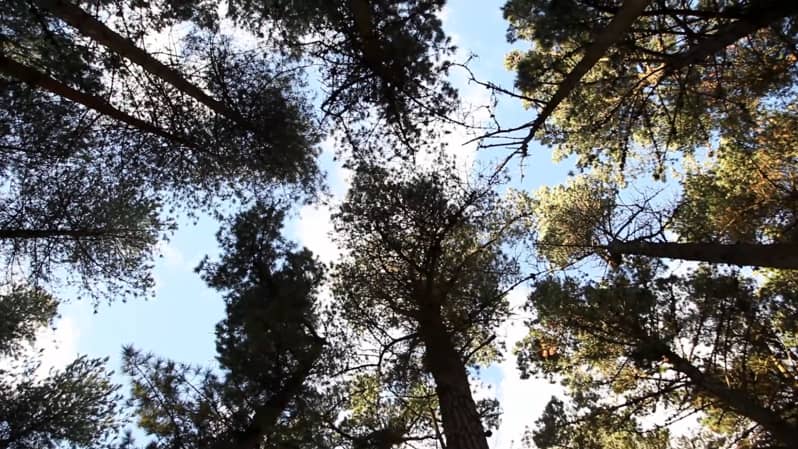 Video screen cap: looking up at a tree cannopy
