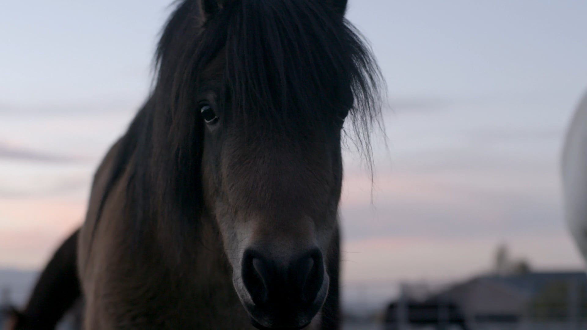 Horses are a key part of the team