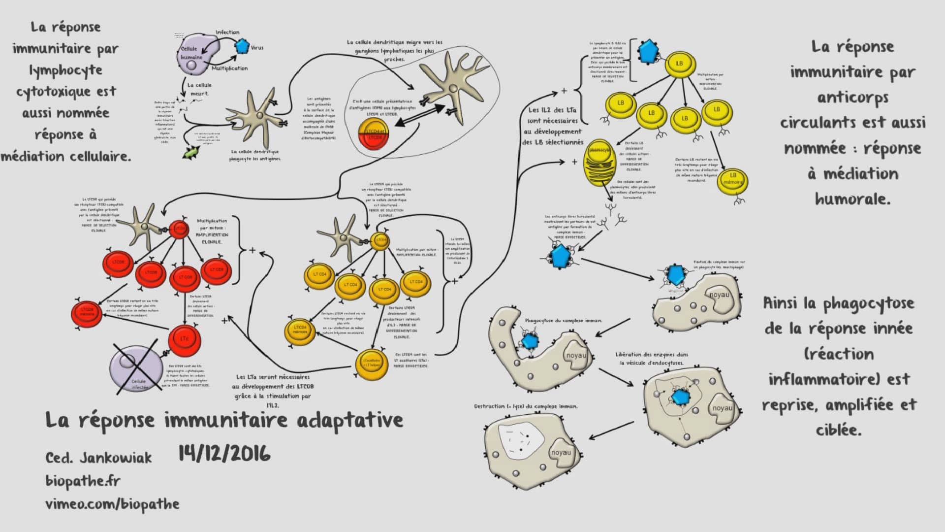 Schéma Réaction Adaptative – Schéma Immunité Adaptative 1Ère – ZBLXI