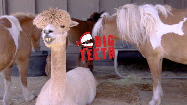 Big Teeth - Video - 1