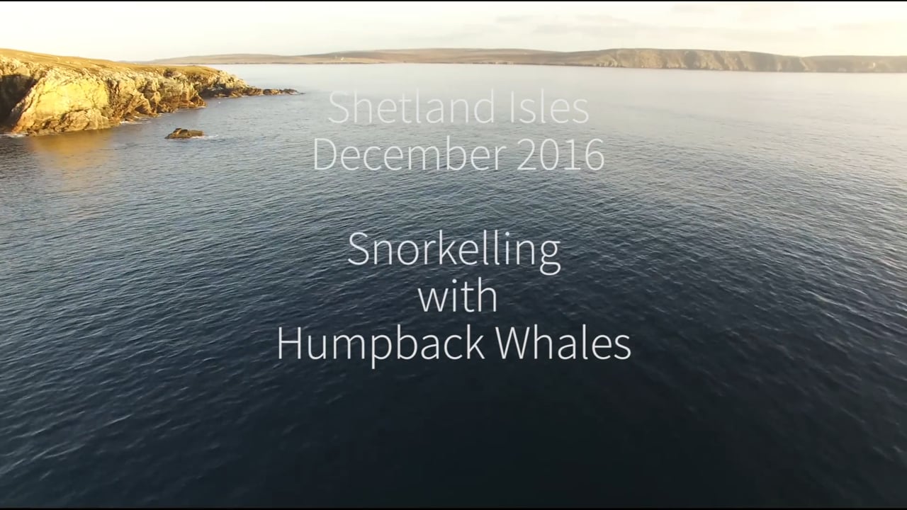Humpback whales in Shetland