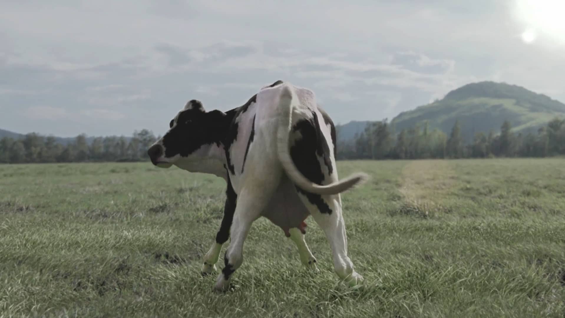 DIGITAL COW on Vimeo