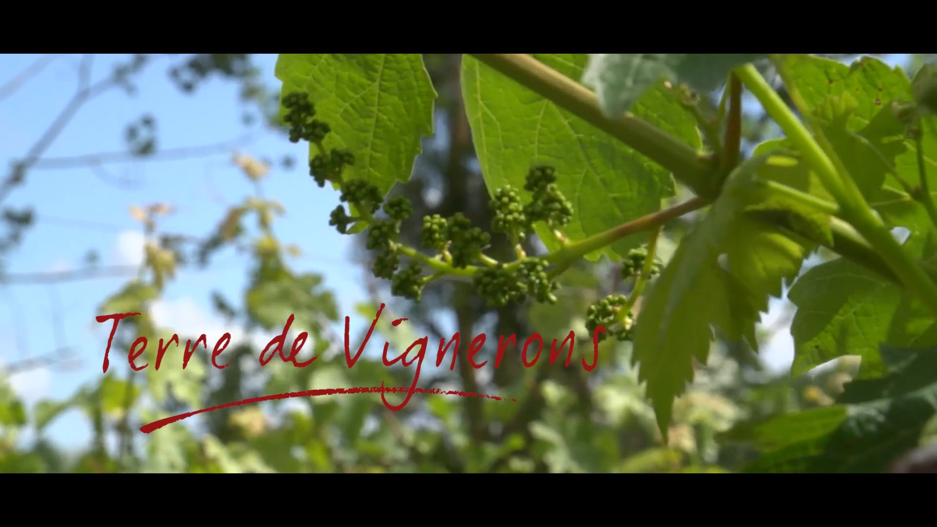 TERRE DE VIGNERONS