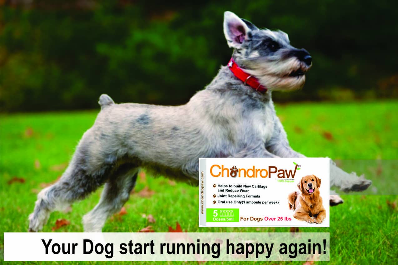 Arthritis medication for Dogs This 13 year old dog struggles to walk