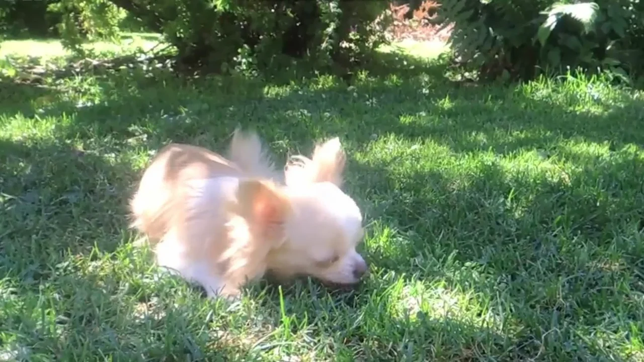 Čivavky z Chaloupky pod smrky on Vimeo