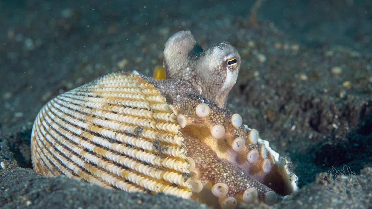 Critters of the Lembeh Strait | Episode 11 - 2016 | October Highlights