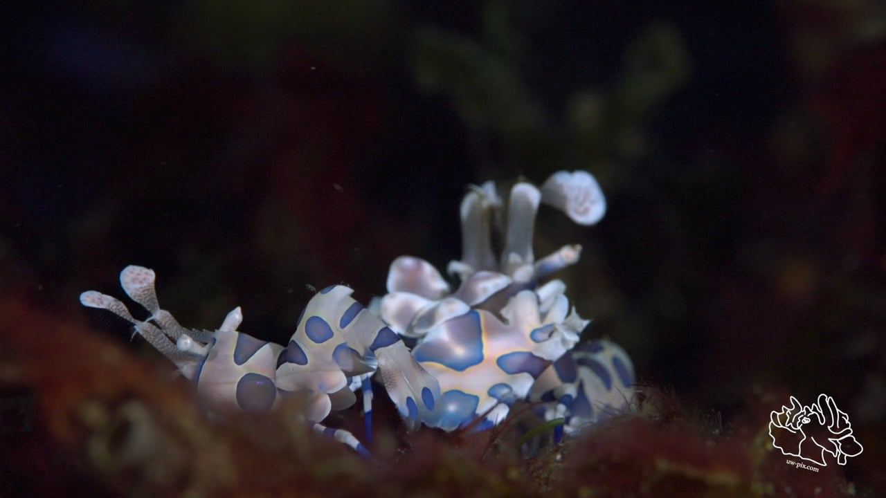 Critters of the Lembeh Strait | Episode 12 - 2016 | November Highlights