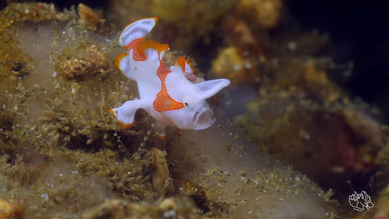Critters of the Lembeh Strait | Eat dessert first