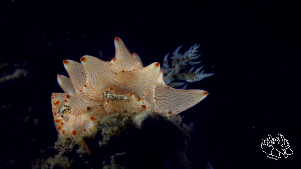 Critters of the Lembeh Strait | Episode 09 - 2016 | August Highlights