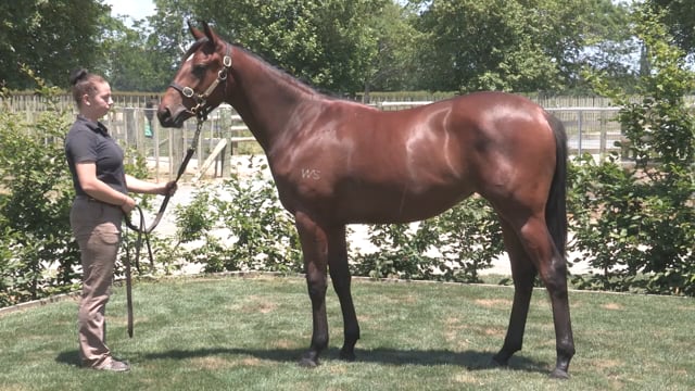 Lot 40