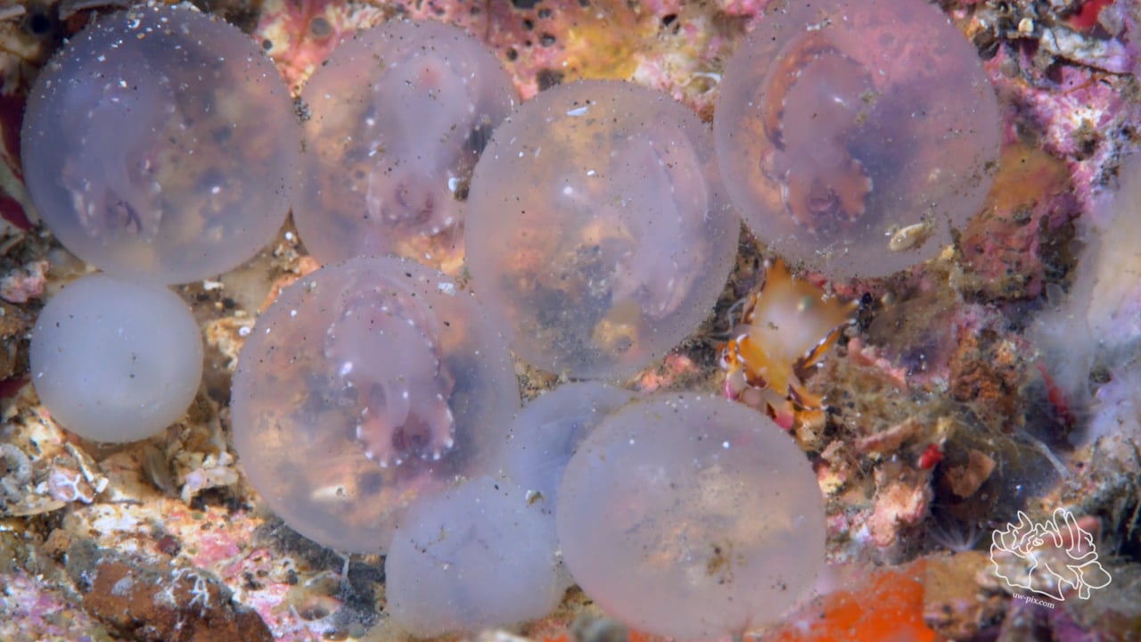 Critters of the Lembeh Strait | SEA WARS - Flamboyant Cuttlefish vs. Mantis Shrimp (Part 1)