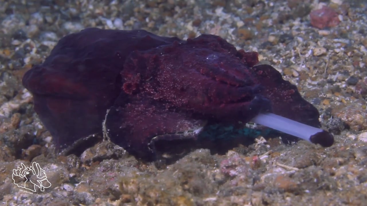 Critters of the Lembeh Strait | SEA WARS - The Flamboyant Cuttlefish Strikes Back (Part II)