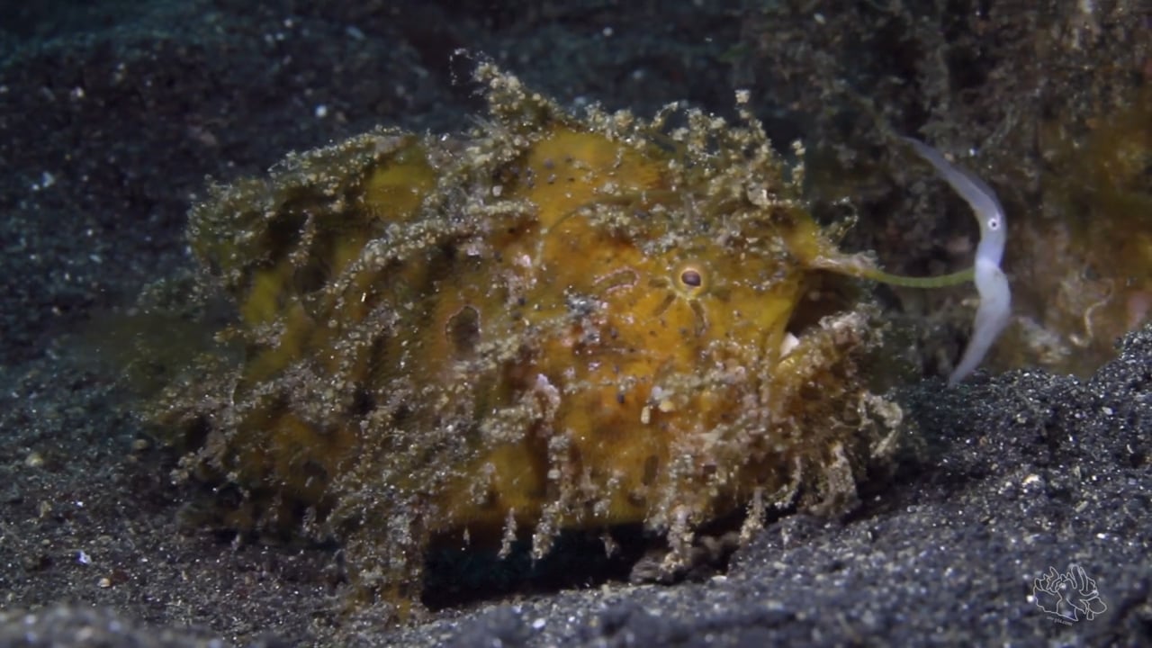 Critters of the Lembeh Strait | SEA WARS - The Frogfish Strikes Again