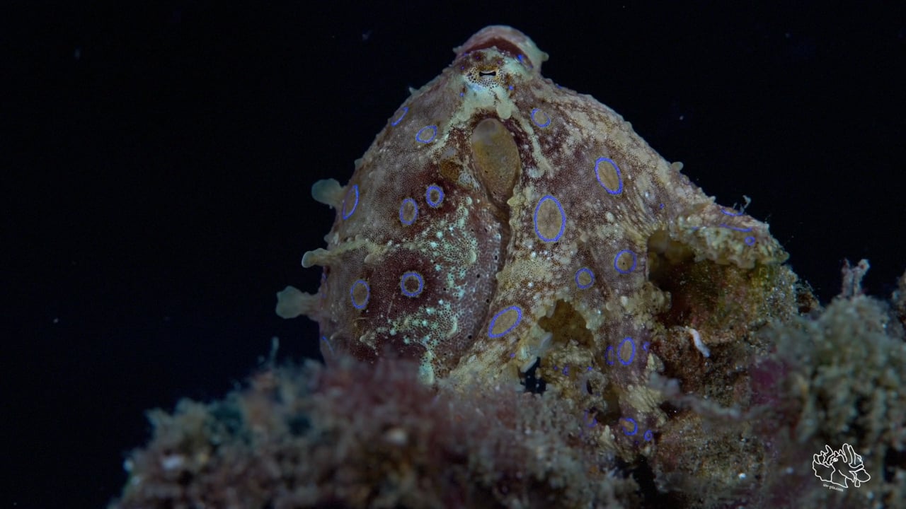 Critters of the Lembeh Strait | SEA WARS - Blue-ring Octopus