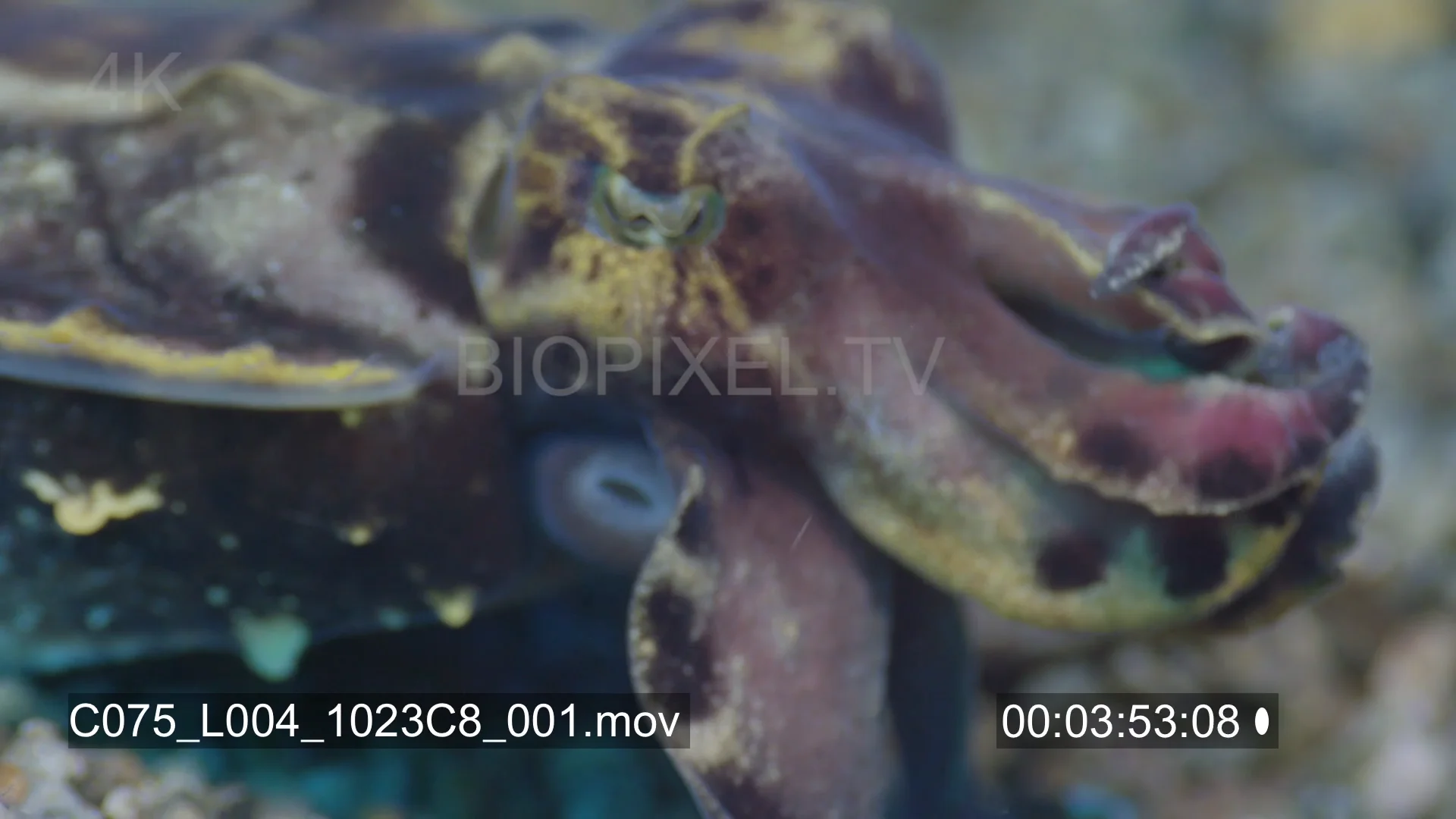 Cuttlefish - Flamboyant cuttlefish 5K on Vimeo