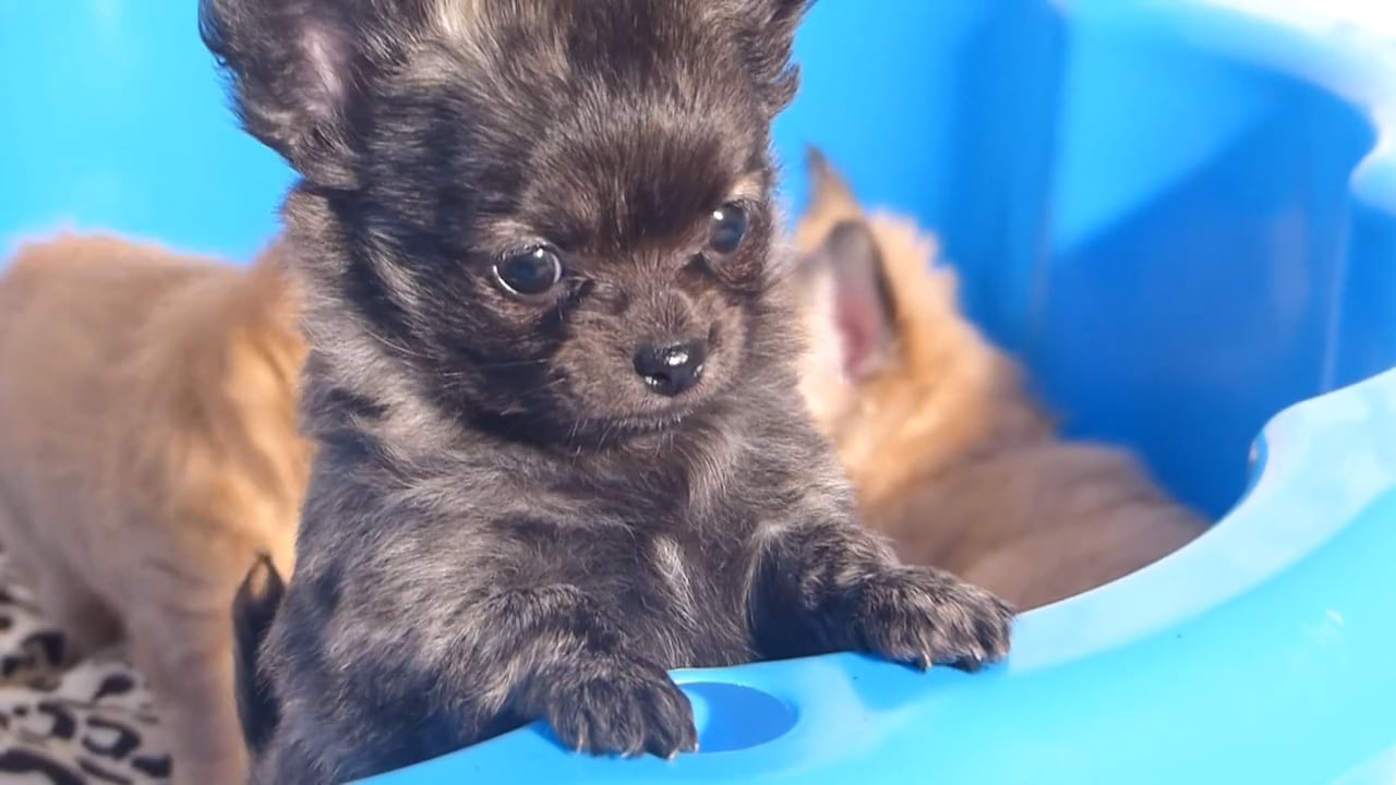 Čivaví štěňátka z Chaloupky pod smrky on Vimeo