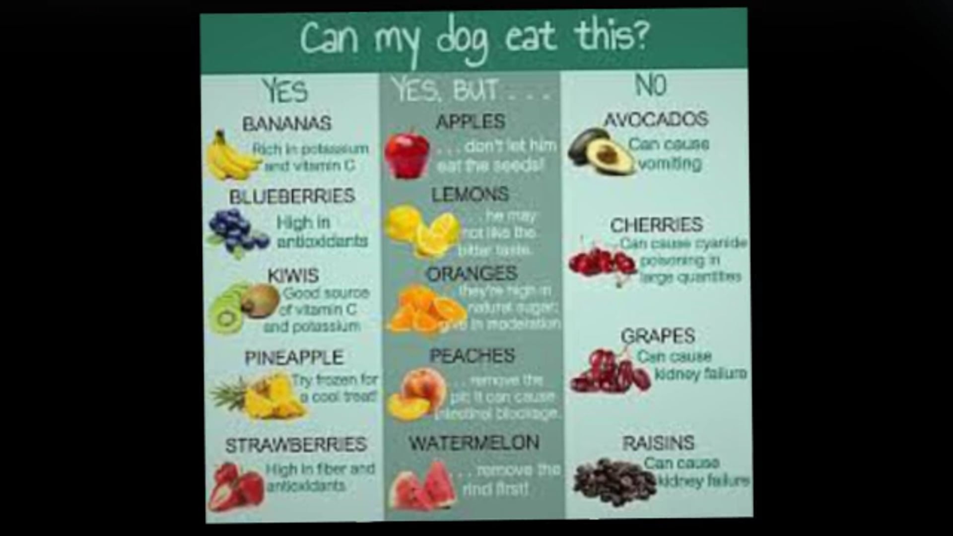 FREE Dog Diet and Nutrition Mini course – Best_Homemade_Dog_Food_Recipes