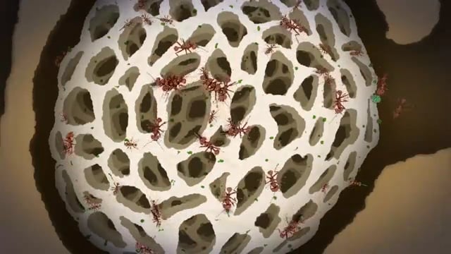 Examples of Symbiosis