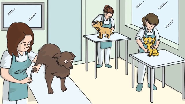 Video Marketing Services for Pet Grooming Business - Whiteboard Video Commercial