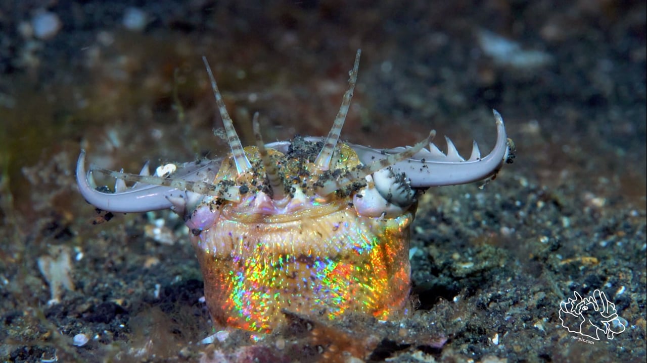 Critters of the Lembeh Strait | Episode 13 - 2016 | Highlights of the Year