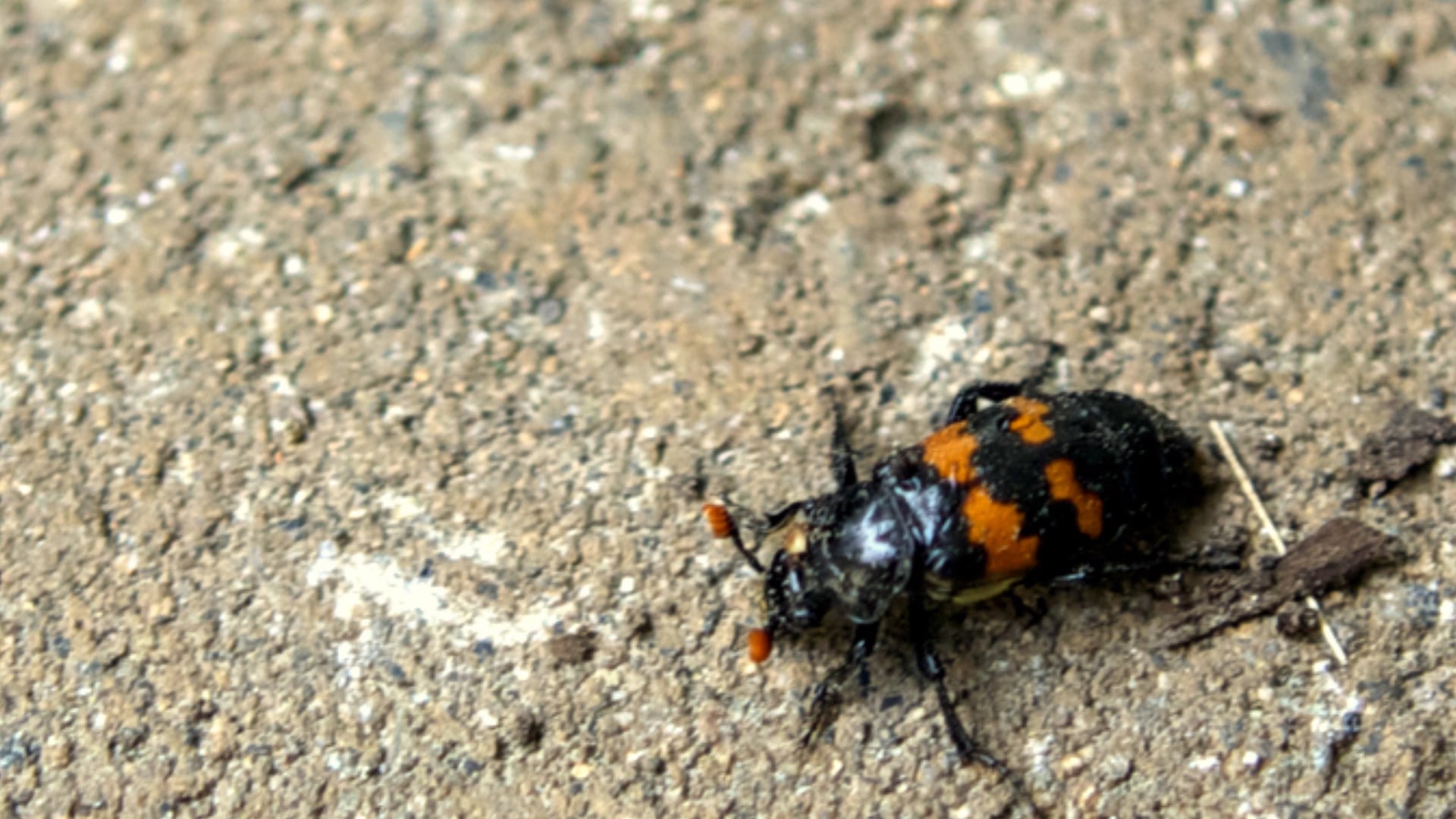 What Does the Beetle Say?