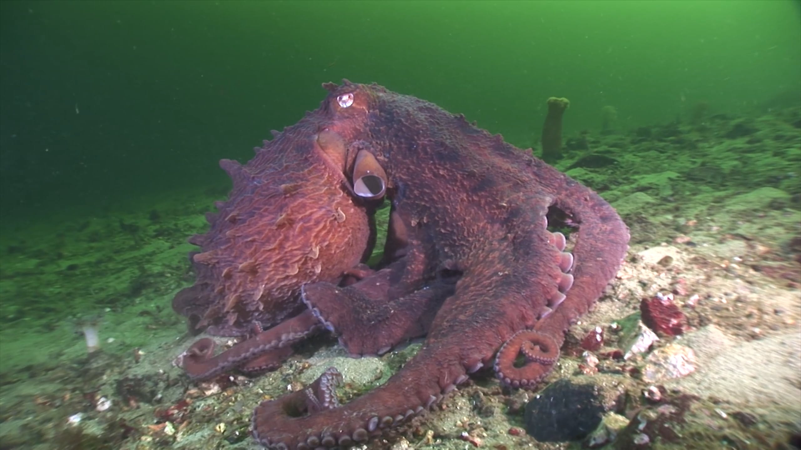 Спрут 8 букв. Тихоокеанский осьминог. Гигантский осьминог. Giant Pacific Octopus. Самый гигантский осьминог.