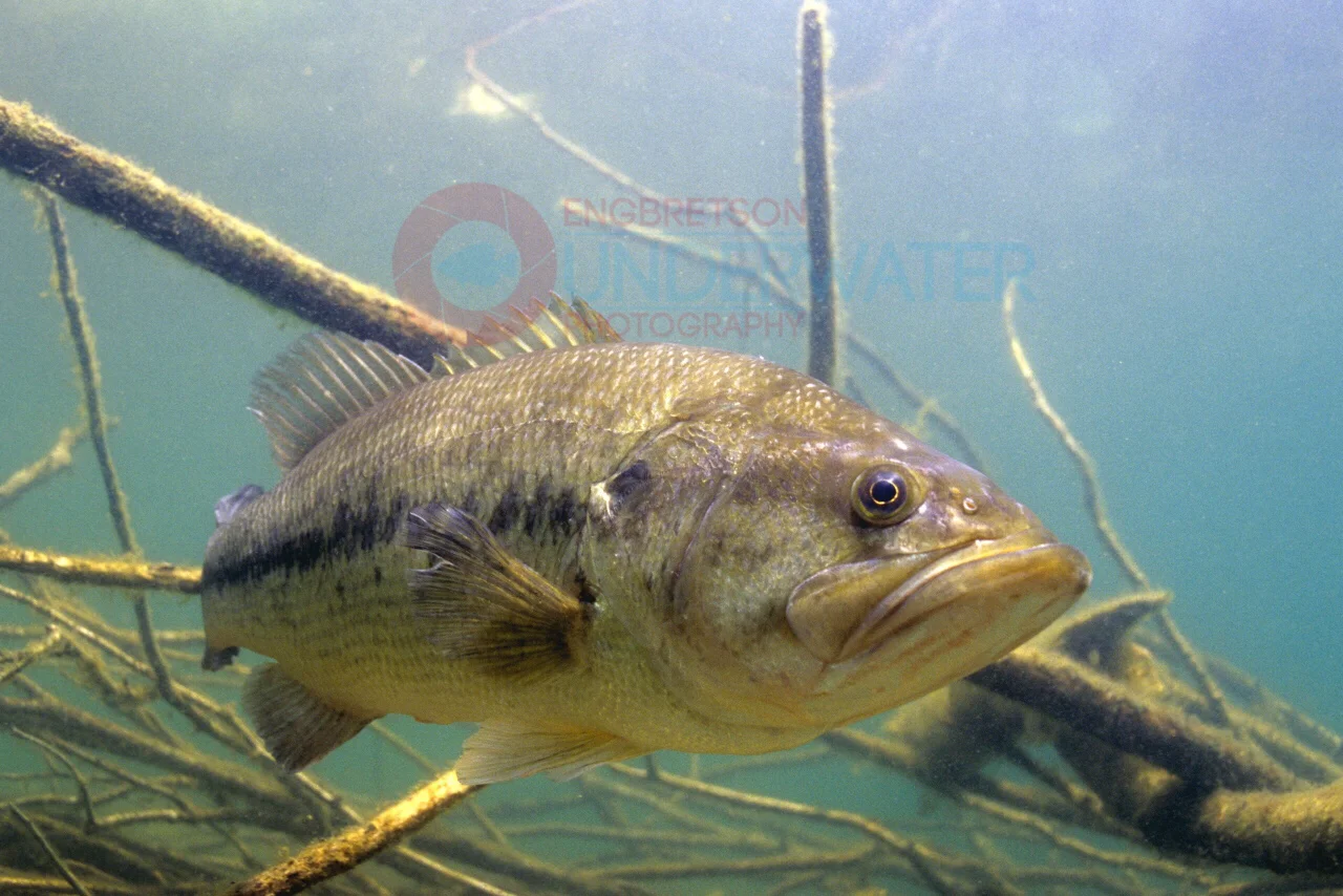 Largemouth Bass-Underwater Footage of Largemouth Bass Under Fallen