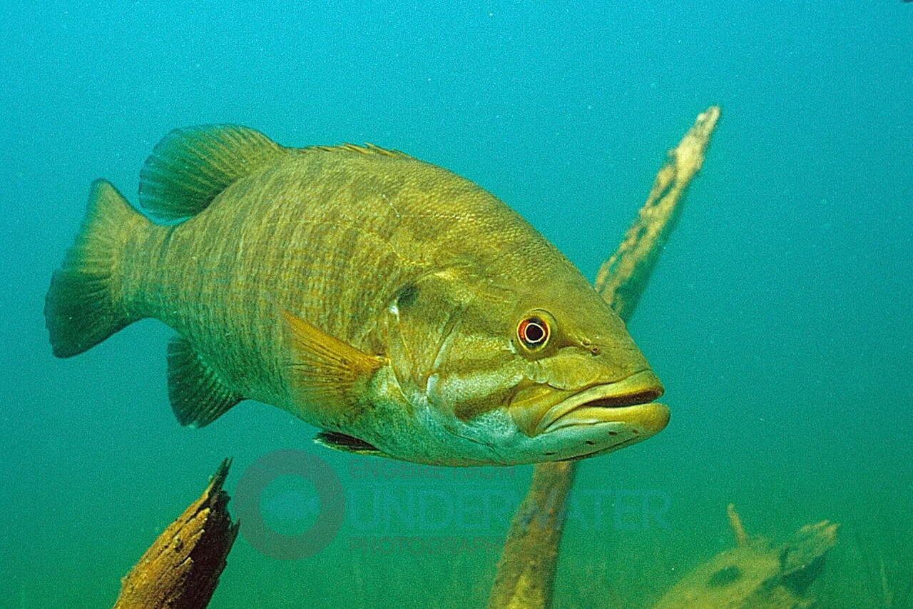 Smllmouth Bass Swimming in Lake in Spring-Engbretson Underwater Photography  on Vimeo