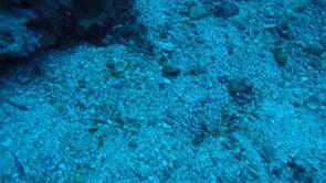 teamtt-blog1 post: Our day diving at Gato island, enjoy! xxx