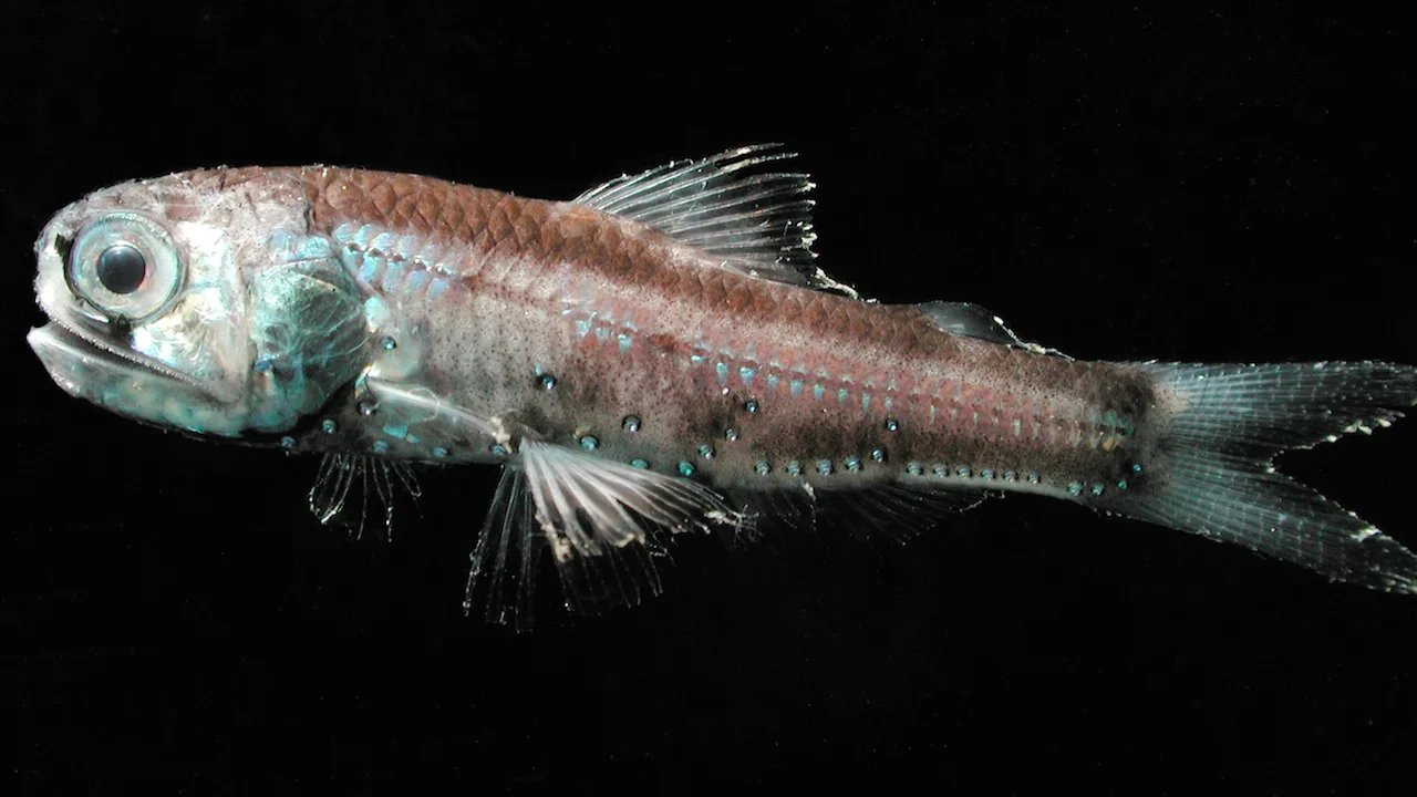 Strange Fish of The Deep – Hawaii Sea Grant