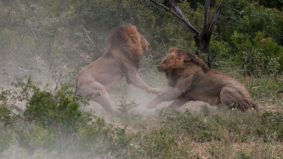 Watch Brothers in Blood The Lions of Sabi Sand Online Vimeo On