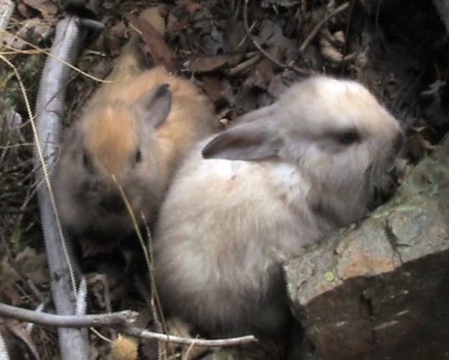 12/2008 – Rescate abierto de 31 conejos | Open rescue of 31 rabbits
