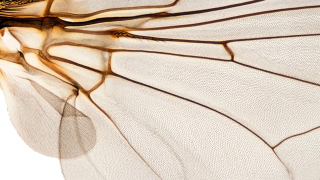 INSECTS & SWARMS  Teaser
