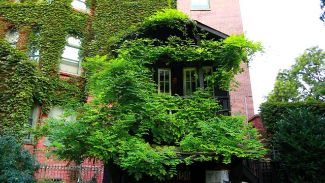 Tom Shaner: My House is Green