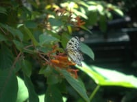 Butterflies in Motion