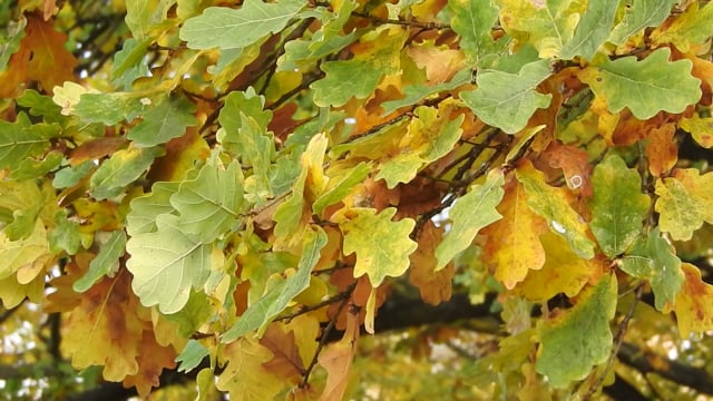 Oak, Oak Leaves, Leaves In The Wind. Free Stock Video - Pixabay