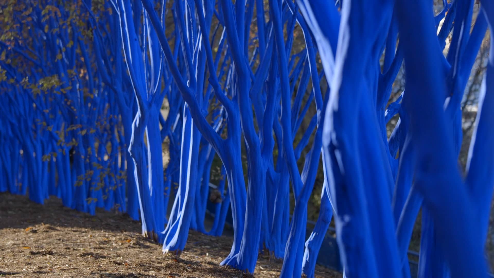 "The Blue Trees" in Chattanooga, TN on Vimeo