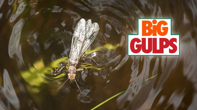 BIG GULPS - Salmonfly Fishing SW Montana - Montana Wild