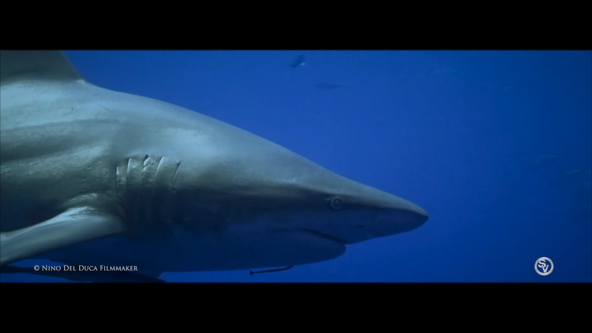 Preview of Nino Del Duca’s Red Sea North film