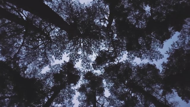 4k Forest Stock Video Footage for Free Download